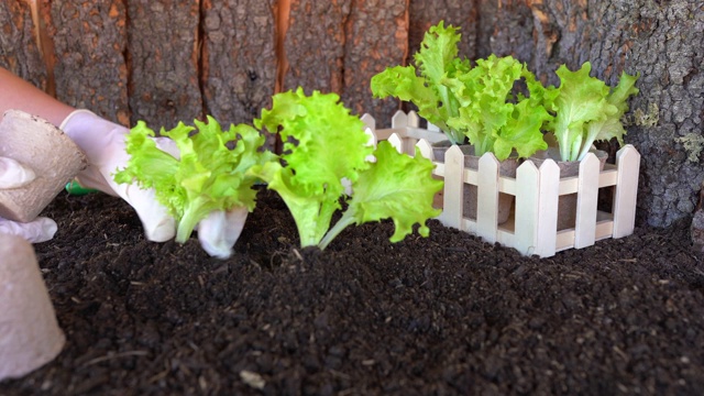 温室专家把新鲜的绿色莴苣放在小纸盒里。农业栽培理念视频下载