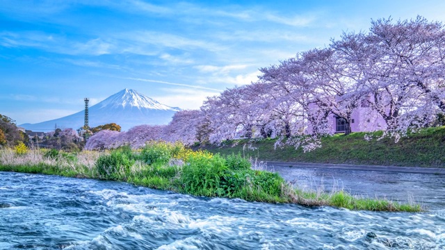 4K延时:日本富士山的春天景观视频下载