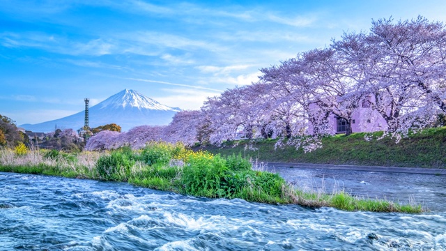 4K延时:日本富士山的春天景观视频素材