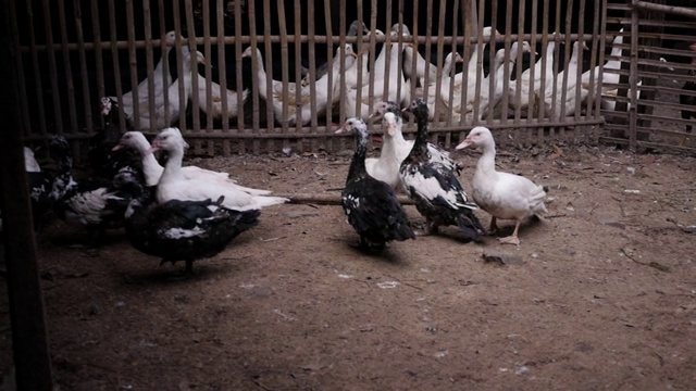 鸭自然的农场视频下载