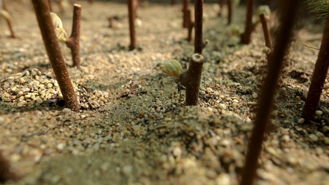 温室土壤中的植物。新生活理念视频下载