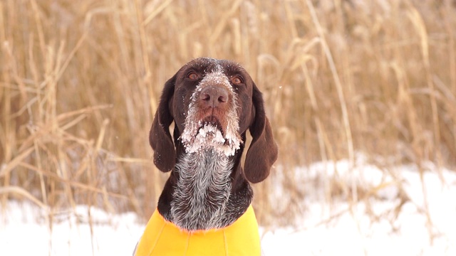 特写的口吻的猎犬在冬天狩猎视频下载
