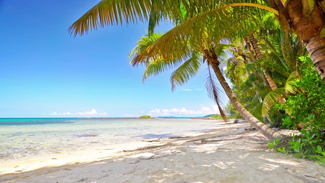 假期。海滩。棕榈树。的影子。蓝色的天空。岛。视频素材