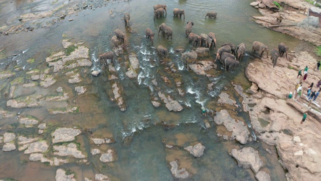 丛林河中的一群大象。Pinnawala大象孤儿院。斯里兰卡。鸟瞰图视频素材