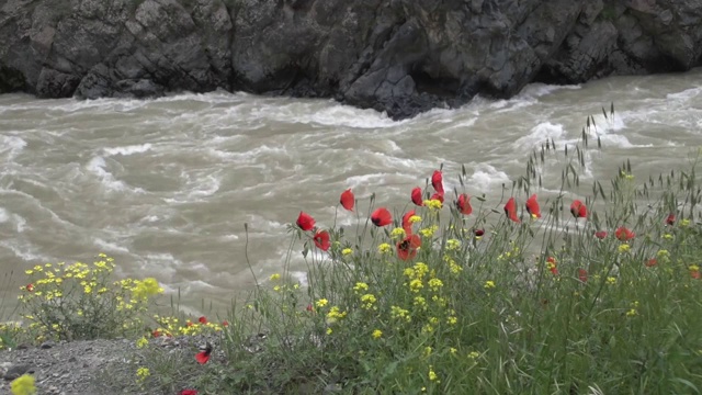 科鲁河和科鲁河上的鲜花。阿尔温特视频素材