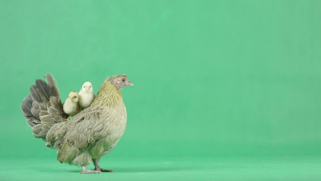 绿色屏幕上的4K母鸡和小鸡视频下载
