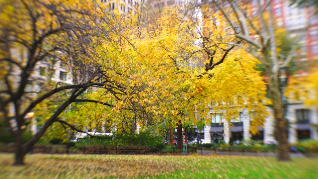 11月17日，美国纽约麦迪逊广场公园内种植秋色树。当日，美国纽约麦迪逊广场公园内种植秋色树。视频下载