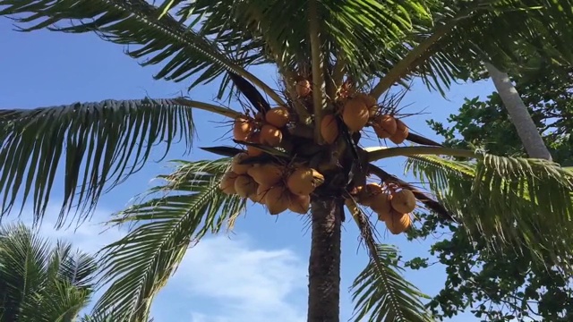 椰子树视频素材