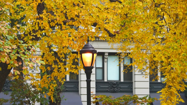 11月17日，在美国纽约麦迪逊广场公园，“路灯”矗立在秋日彩树之间。视频下载