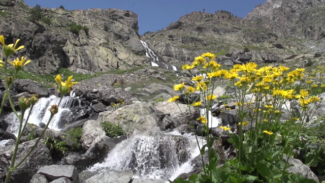 科鲁河和科鲁河上的鲜花。阿尔温特视频素材