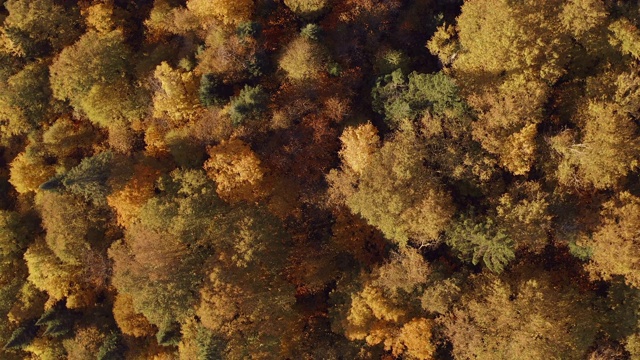 鸟瞰图的北方森林自然在秋季，魁北克，加拿大视频素材