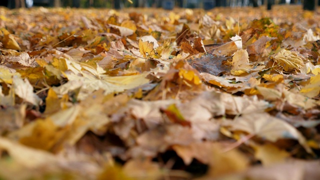 秋天公园里黄色的枫叶落地的细节。公园的小路上覆盖着干枯鲜艳的树叶。色彩斑斓的自然背景。慢镜头视频素材