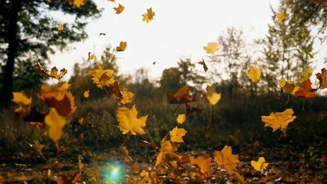 近距离的黄色枫叶飘落在秋天的公园。明亮的阳光透过生动的落叶。美丽的自然景观为背景。五彩缤纷的秋季。慢动作视频素材