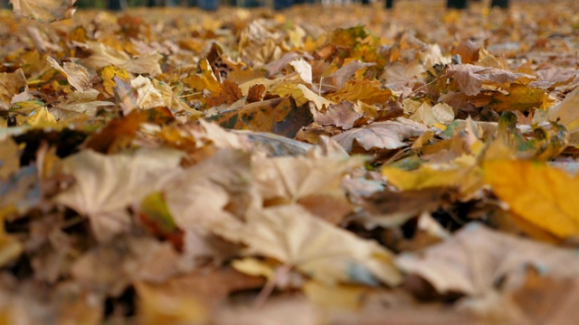 秋天公园里黄色的枫叶落地的细节。公园的小路上覆盖着干枯鲜艳的树叶。色彩斑斓的自然背景。慢镜头视频素材