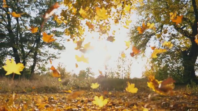 黄色的枫叶落在秋天的森林里。明亮的太阳照亮了鲜艳的落叶。美丽的自然景观为背景。五彩缤纷的秋季。慢动作视频素材