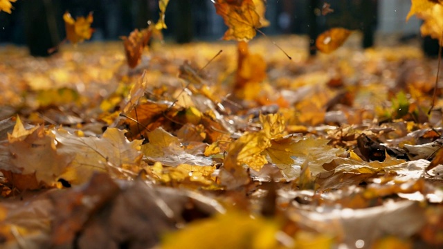 秋天公园里黄色的枫叶落地的细节。地上覆盖着干枯鲜艳的树叶。色彩斑斓的自然背景。慢镜头视频素材