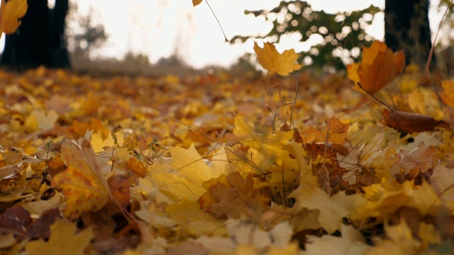 在秋天的森林里，黄色的枫叶飘落在地上。地上覆盖着干枯鲜艳的树叶。色彩斑斓的自然背景。慢镜头视频素材