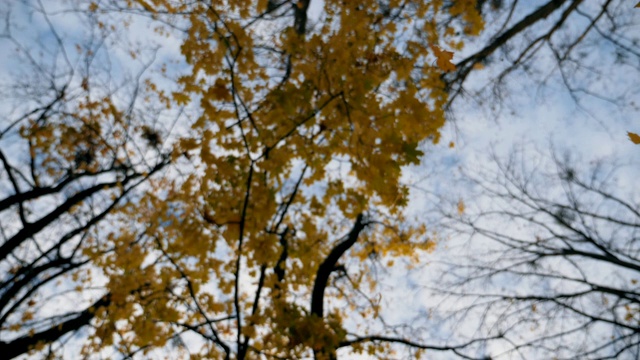 在秋天的森林里，黄色的枫叶低低地落下。近距离明亮的树叶飞在树枝的背景。五彩缤纷的秋季。慢动作视频素材
