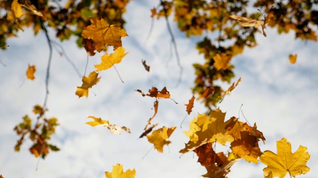 镜头跟随黄色的枫叶飘落在秋天的森林里。近距离明亮的树叶在天空的背景飞行。五彩缤纷的秋季。慢动作视频下载