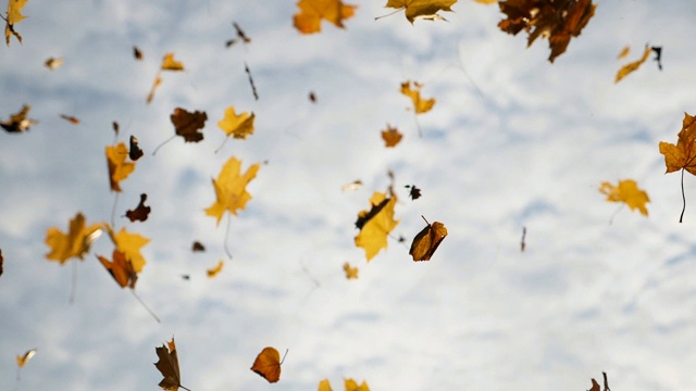 镜头跟随黄色的枫叶飘落在秋天的森林里。近距离明亮的树叶在天空的背景飞行。五彩缤纷的秋季。慢动作视频素材