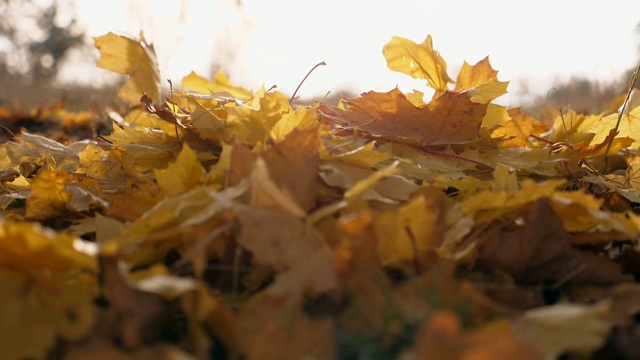 在秋天的森林里，黄色的枫叶飘落在地上。地上覆盖着干枯鲜艳的树叶。太阳照亮了落叶。五彩缤纷的秋季。慢镜头视频素材