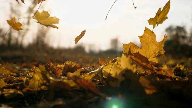 在秋天的森林里，黄色的枫叶飘落在地上。地上覆盖着干枯鲜艳的树叶。太阳照亮了落叶。五彩缤纷的秋季。模糊的背景。慢镜头视频素材