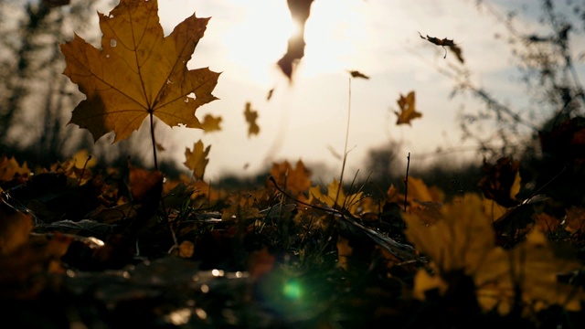 在秋天的森林里，黄色的枫叶飘落在地上。地上覆盖着干枯鲜艳的树叶。太阳照亮了落叶。五彩缤纷的秋季。模糊的背景。慢镜头视频素材