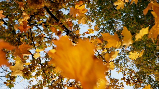 低低的视野，明亮的秋叶落在地上的森林。近距离的黄色树叶落在树枝的背景。五彩缤纷的秋季。慢动作视频素材