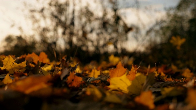 镜头跟随秋叶飘落在森林里。明亮的树叶落在天空的背景。五彩缤纷的秋季。慢动作视频素材