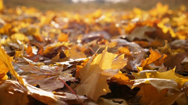 镜头跟随黄色的枫叶飘落在秋天的森林里。太阳照亮了干燥的落叶。五彩缤纷的秋季。背景是散焦。慢动作视频素材