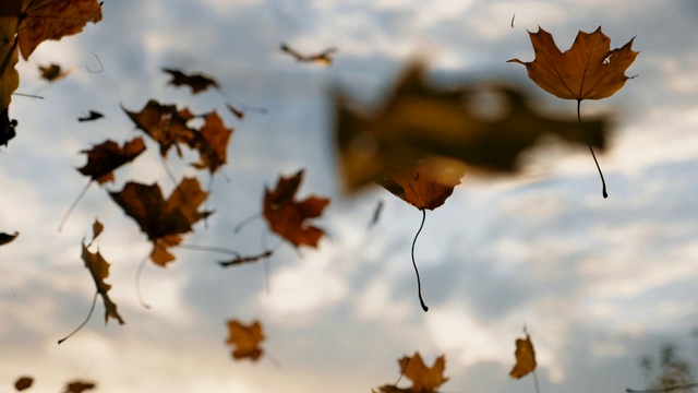 镜头跟着秋叶飘落在森林里的地面上。近距离的明亮的树叶落在天空的背景。夕阳的光芒穿过枯叶。五彩缤纷的秋季。慢动作视频素材