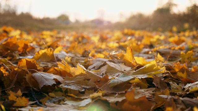 特写黄色的秋叶慢慢地飘落在地上。地上覆盖着干枯鲜艳的树叶。明亮的阳光照亮了落叶。五彩缤纷的秋季。模糊的背景。慢动作视频素材