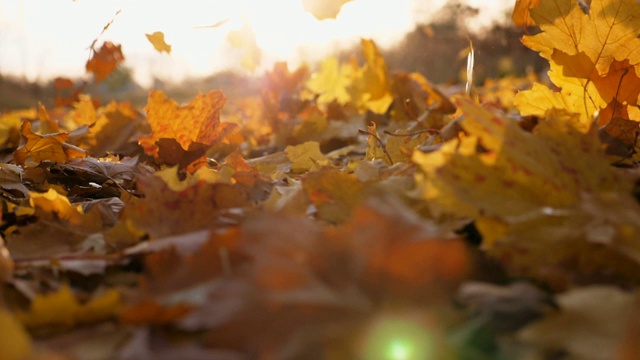 细看黄叶缓缓飘落。地上覆盖着干枯鲜艳的树叶。明亮的晚霞照亮了落叶。五彩缤纷的秋季。慢镜头摄影视频素材