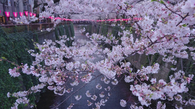 东京目黑运河的樱花视频素材
