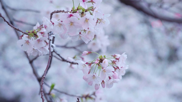 东京目黑运河的樱花视频素材
