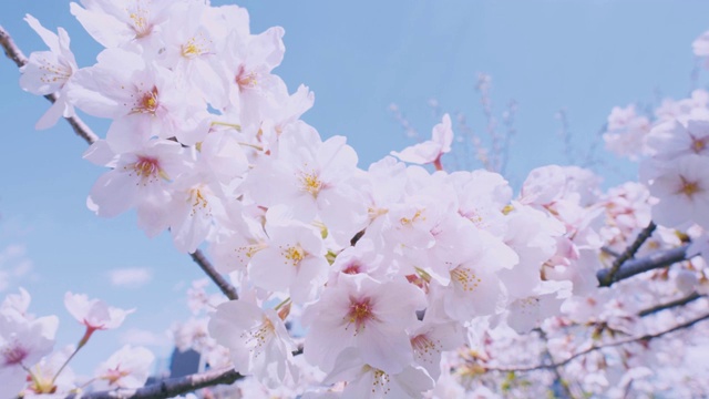 美丽的樱桃树在一个阳光灿烂的日子盛开视频素材
