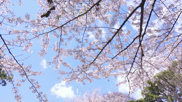 美丽的樱桃树在一个阳光灿烂的日子盛开视频素材