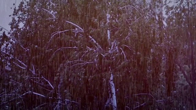 大雨和大风使一棵树在夜间弯曲视频素材