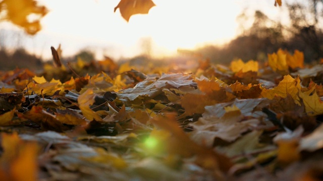 细看黄叶慢慢飘落的秋叶。地上覆盖着干枯鲜艳的树叶。明亮的晚霞穿过落叶。五彩缤纷的秋季。慢镜头视频素材
