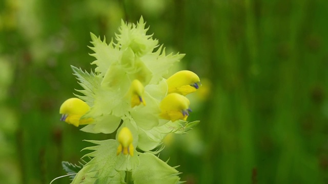 吸引人的图像来自牛皮花，被称为特有的花。这种花生长在阿特文的哈提拉山谷和阿特文山脉的斜坡上。
土耳其/阿尔温特05/13/2015视频下载