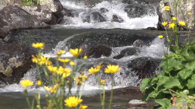 一般的引人注目的美丽视频的壮观的花卉品种生长在哈利塔山谷国家公园和科鲁河周围。
土耳其/阿尔温特05/13/2015视频素材
