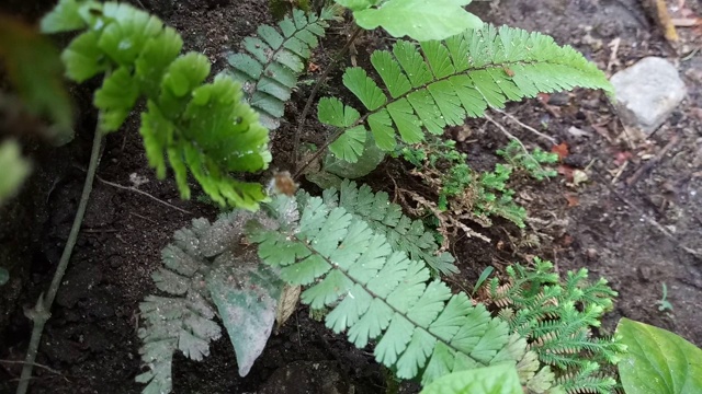 蕨类植物在森林视频素材