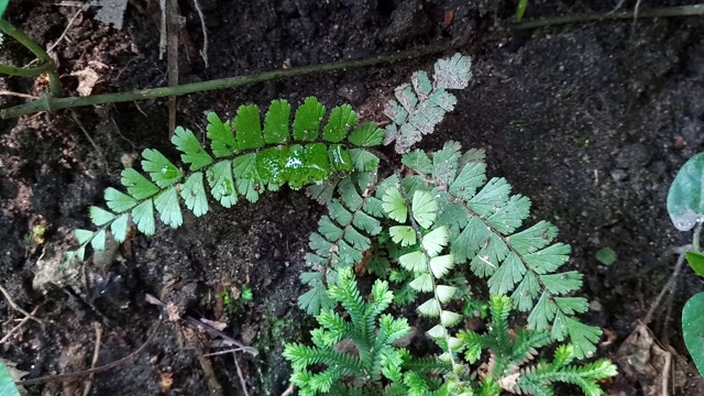 蕨类植物在森林视频素材