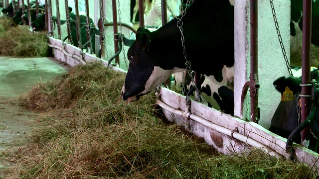 在农场饲养母牛和公牛视频素材