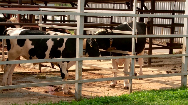 在农场饲养母牛和公牛视频素材