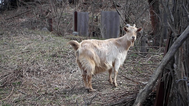 成年浅色山羊，长毛和弯曲的角戳在金合花的背景上视频素材