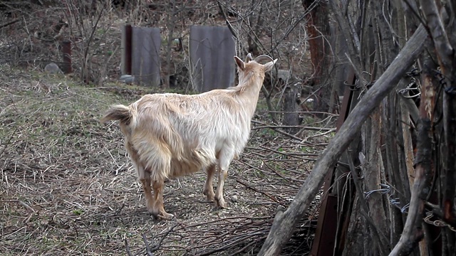 长毛弯角的成年淡色山羊站在金合欢的背景上视频素材