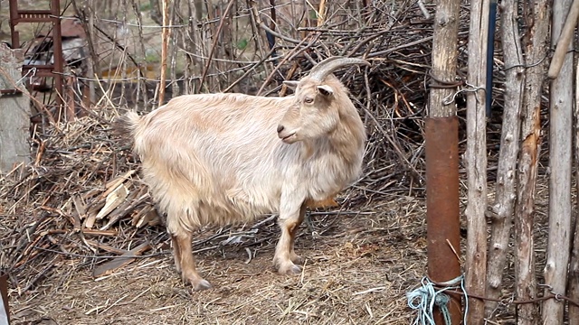 成年淡色山羊，长毛、弯角，在金合欢的背景下咀嚼干草视频素材