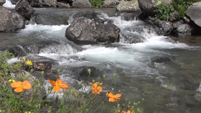 一般的引人注目的美丽视频的壮观的花卉品种生长在哈利塔山谷国家公园和科鲁河周围。
土耳其/阿尔温特05/13/2015视频素材