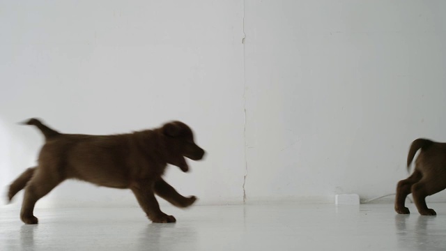 慢镜头:白天两只棕色的拉布拉多小狗在室内从左向右奔跑视频素材
